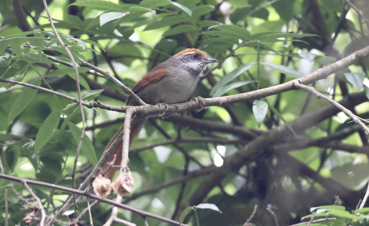 Rufous-capped Spinetail - Anne Bielamowicz