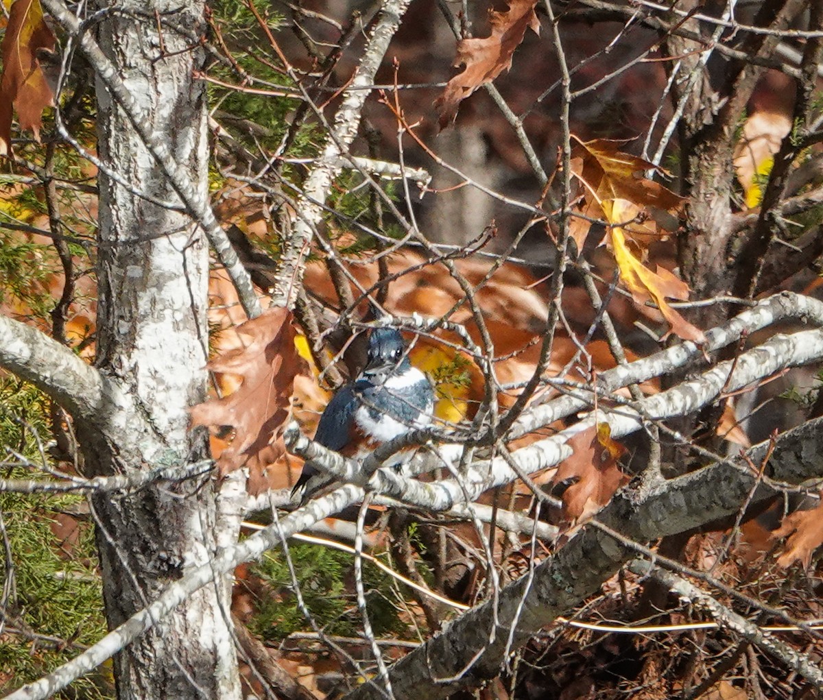 Belted Kingfisher - ML507411351