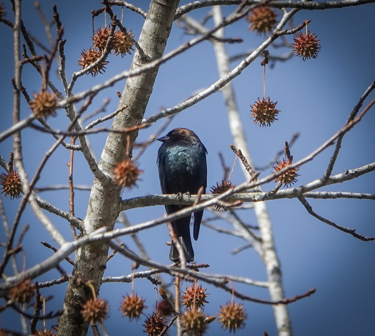 Brown-headed Cowbird - ML507411401