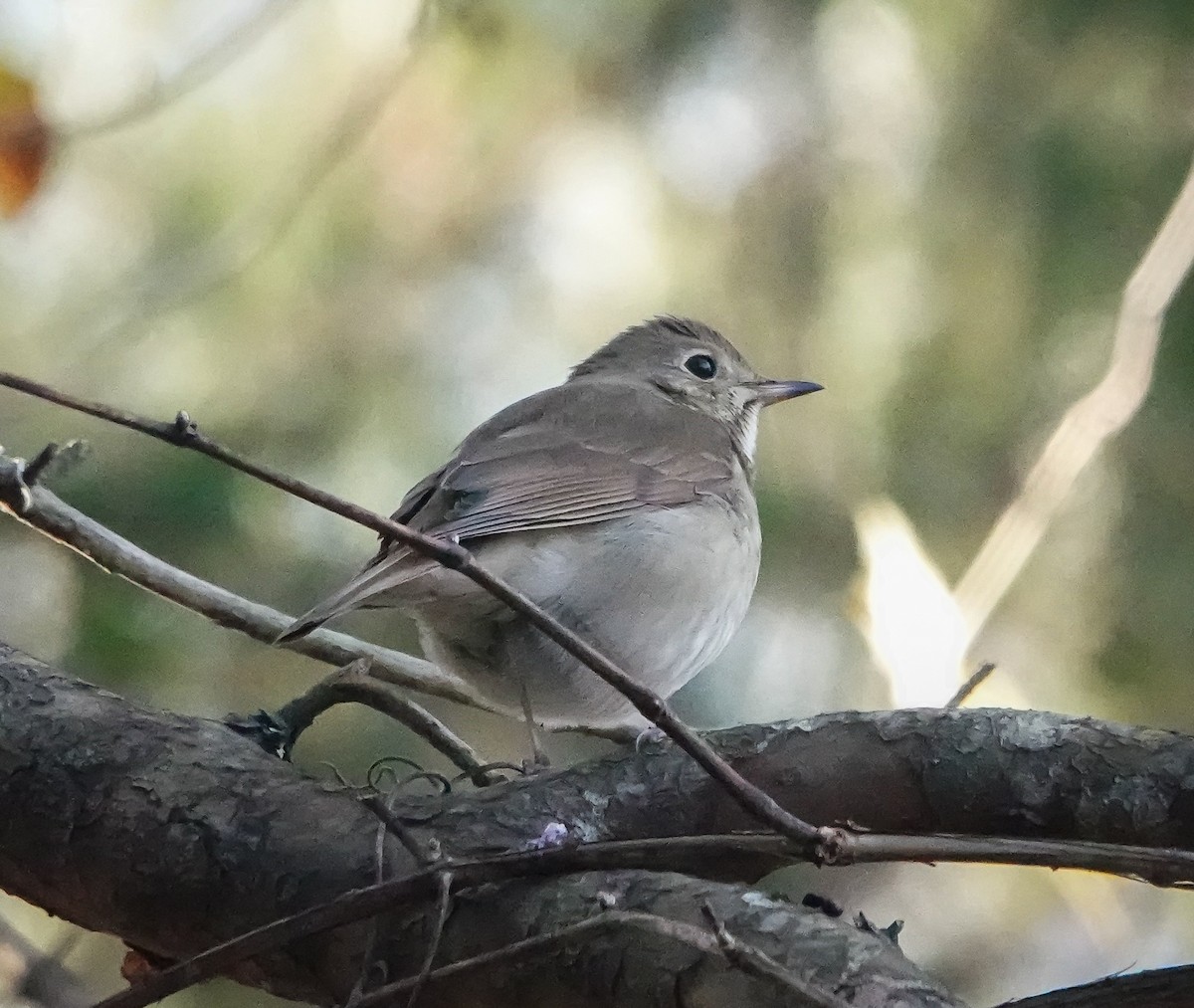 Hermit Thrush - ML507411671