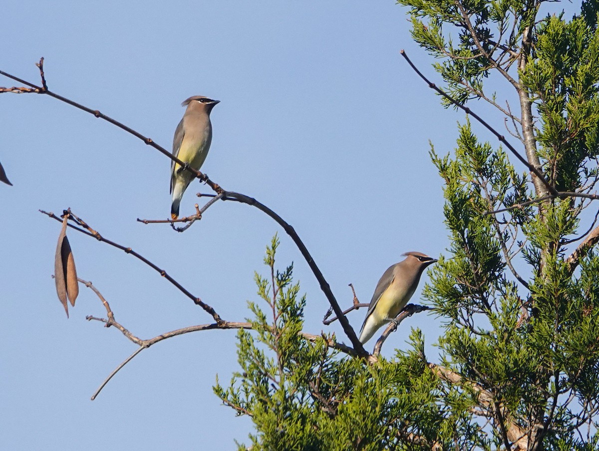 Cedar Waxwing - ML507411691