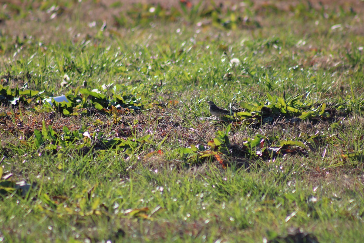 American Pipit - ML507413361