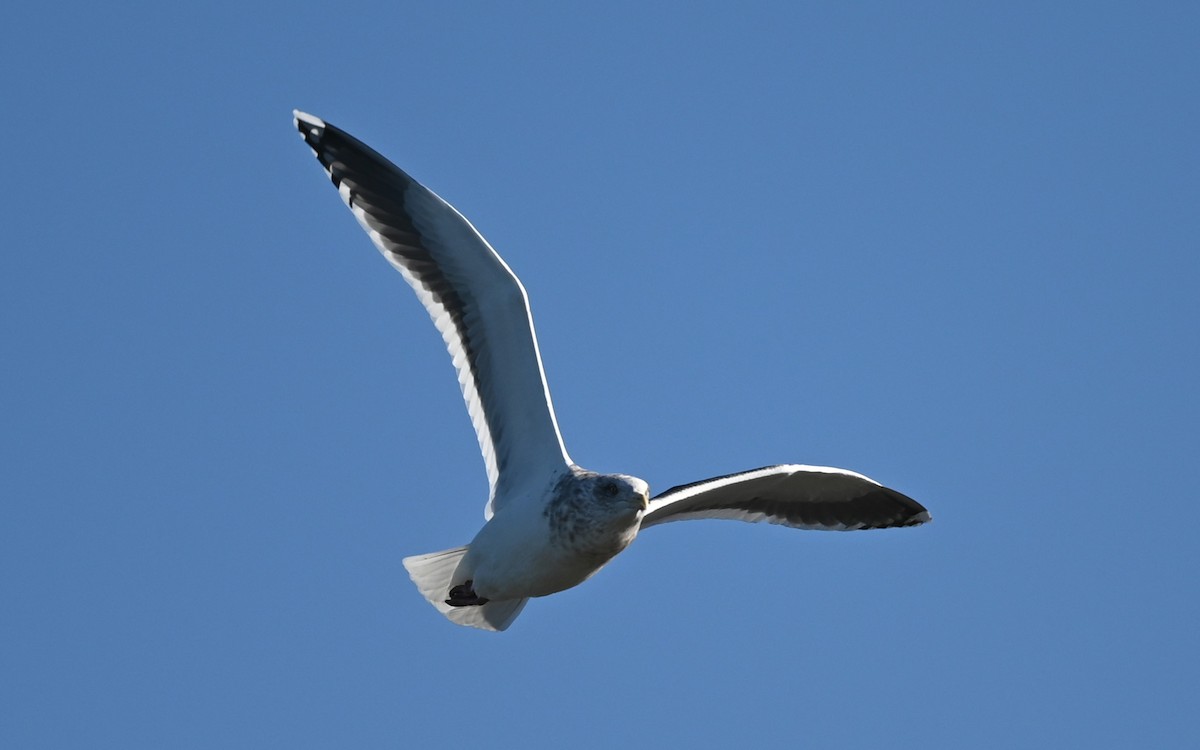 Slaty-backed Gull - James Markham