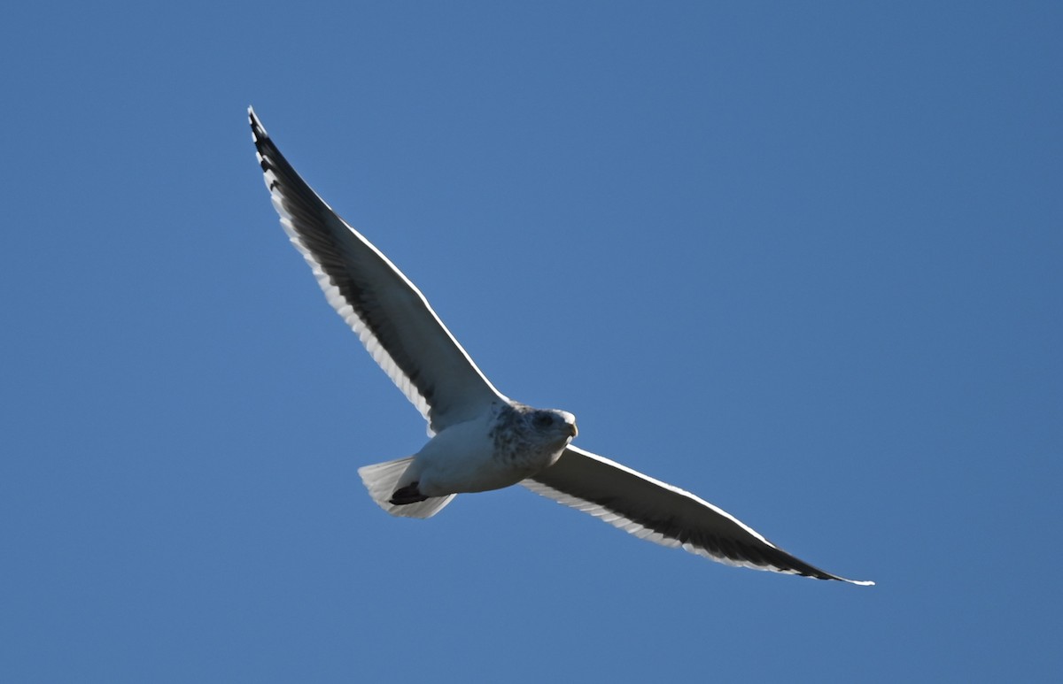 Slaty-backed Gull - James Markham