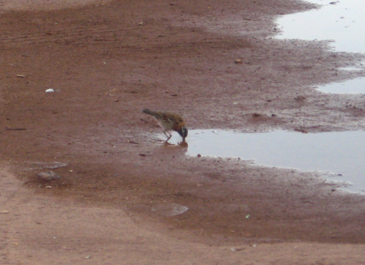 Rufous-collared Sparrow - ML507417871