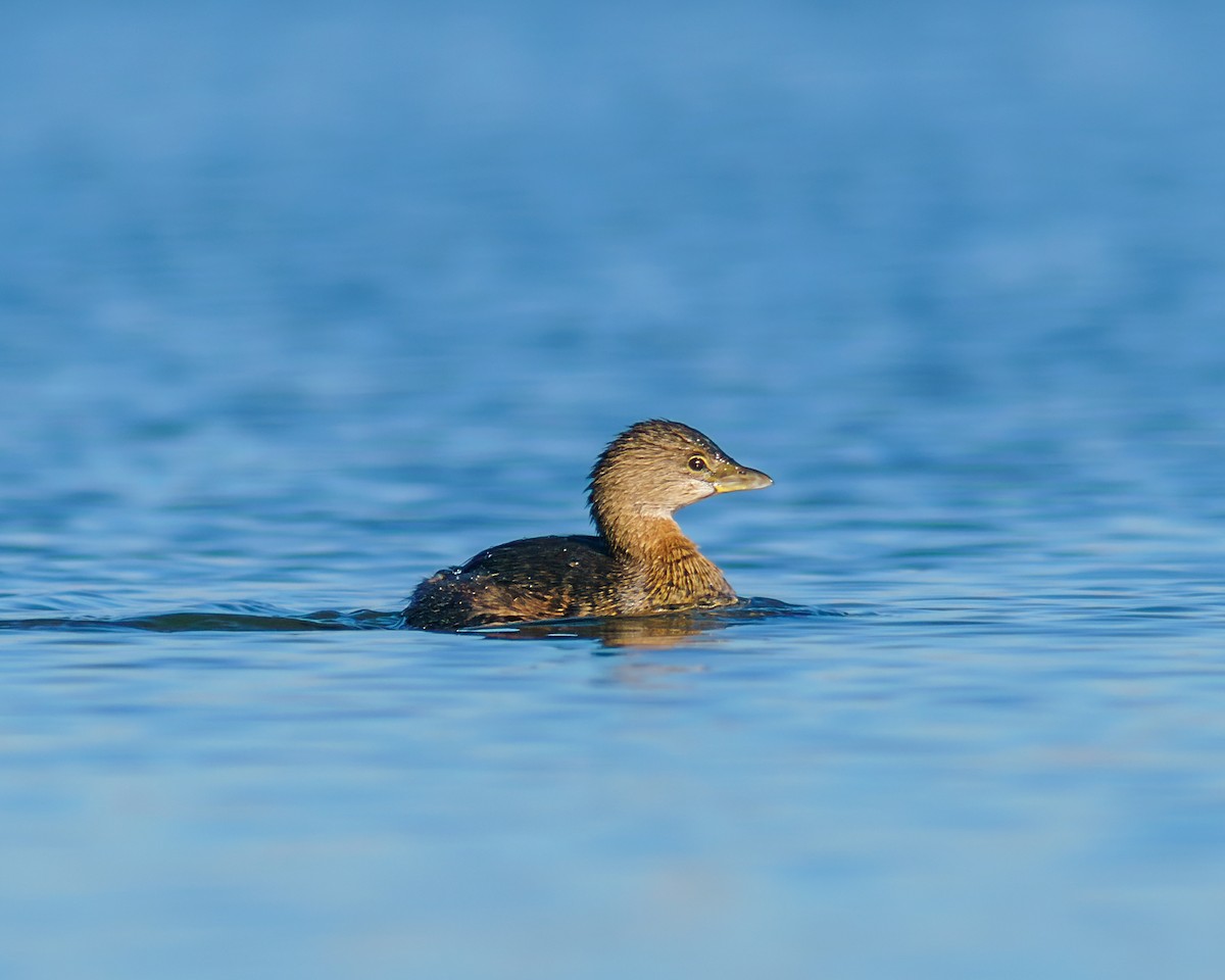 Pied-billed Grebe - ML507418041