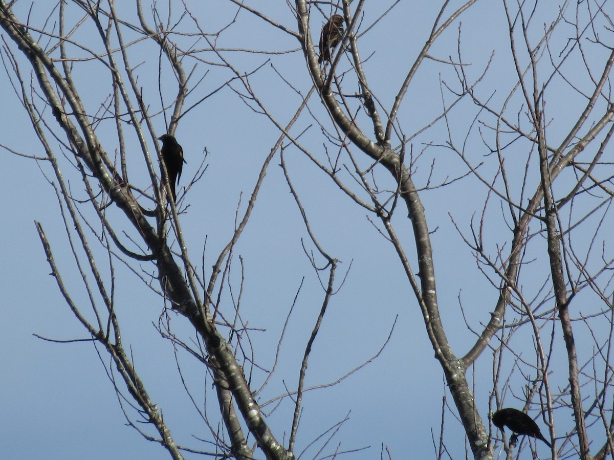 Red-winged Blackbird - ML507418081