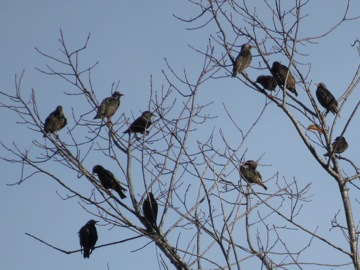 European Starling - ML507418161
