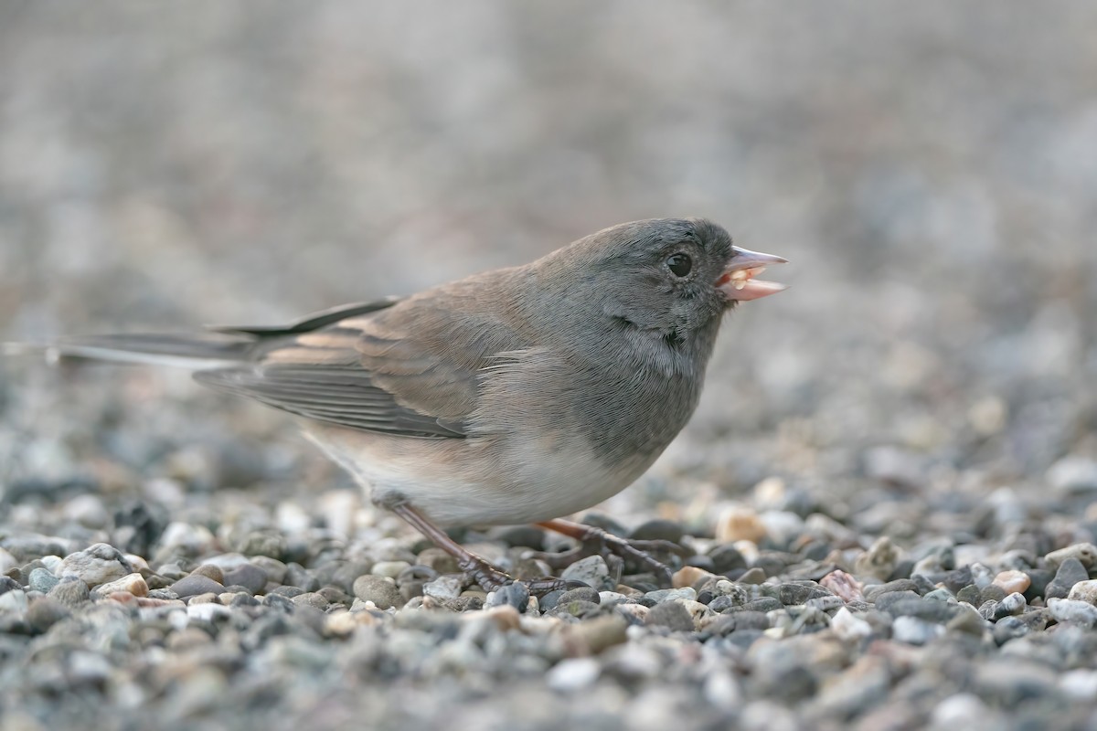 Junco Ojioscuro (cismontanus) - ML507418251