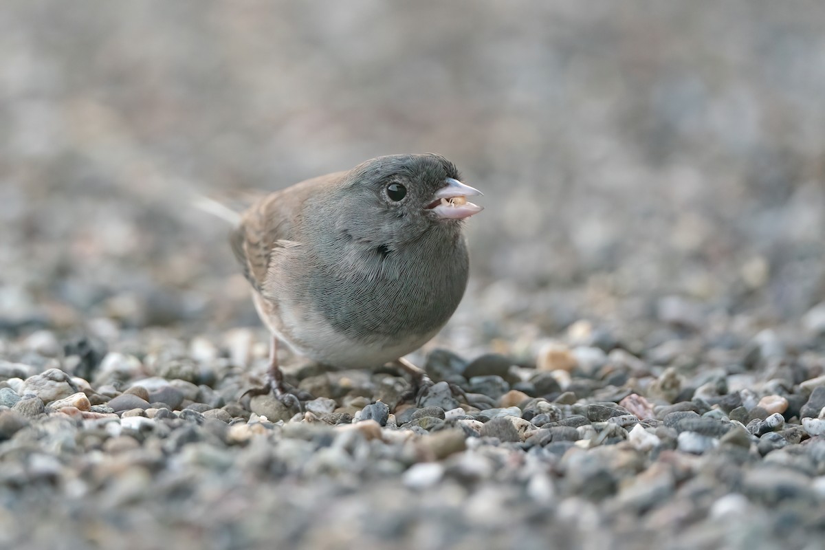 Junco Ojioscuro (cismontanus) - ML507418261