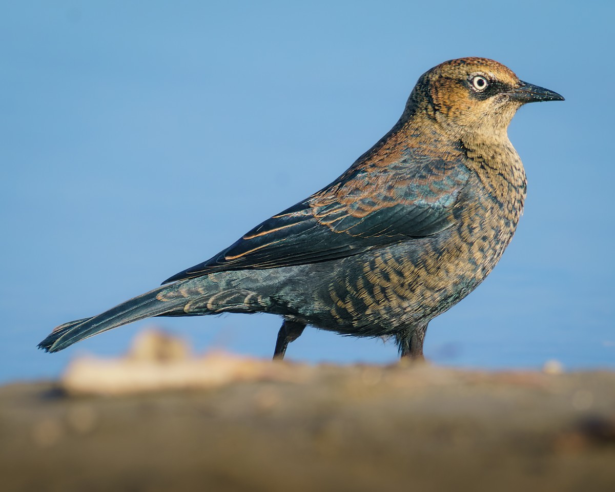 Rusty Blackbird - ML507418391