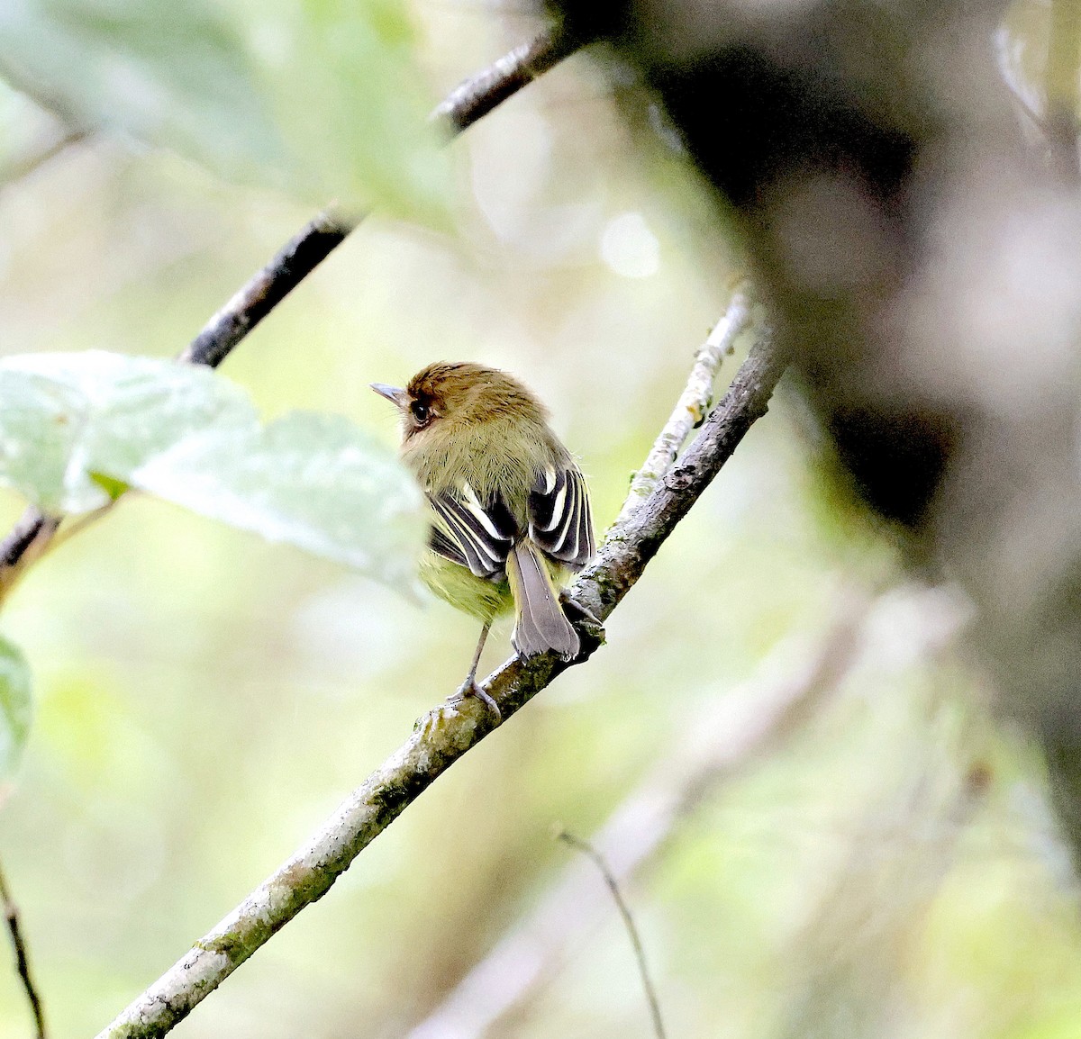 Kaempfer's Tody-Tyrant - ML507419881