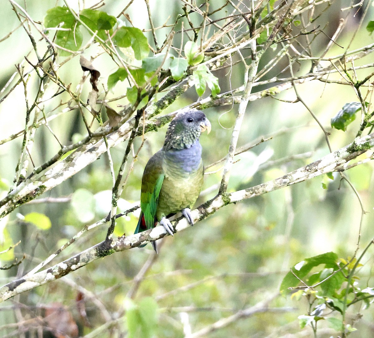 Scaly-headed Parrot - Mandy Talpas -Hawaii Bird Tours