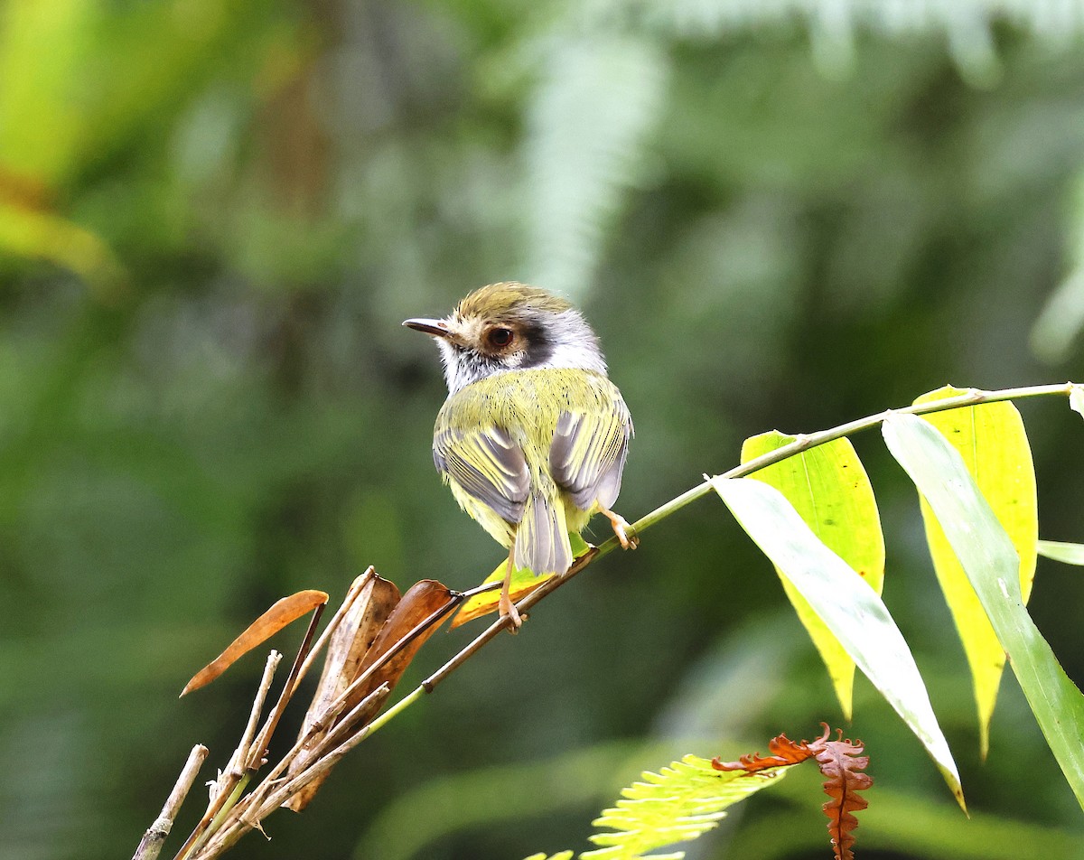 Eared Pygmy-Tyrant - ML507420081