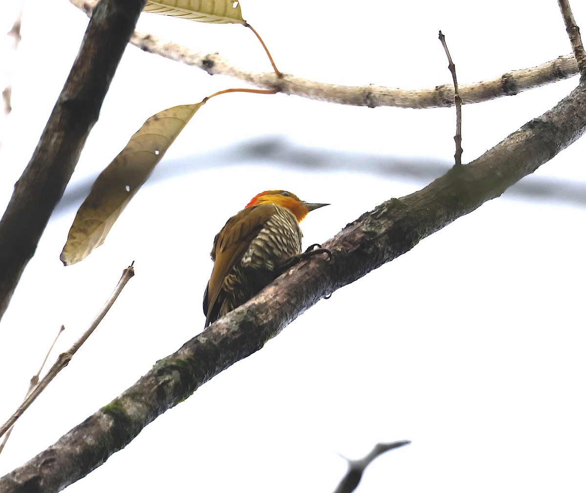 Yellow-throated Woodpecker - ML507421671