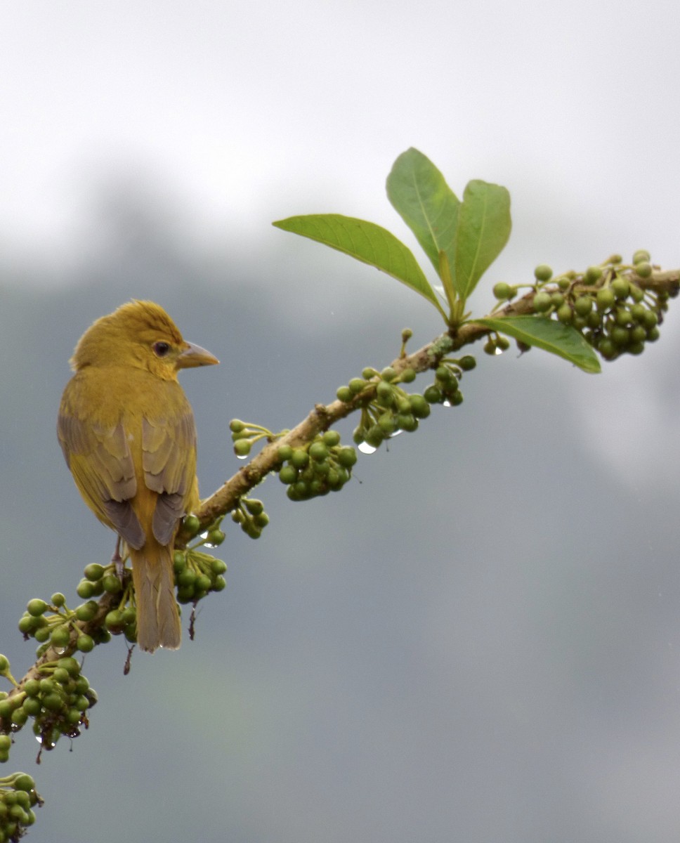 Summer Tanager - ML507421721