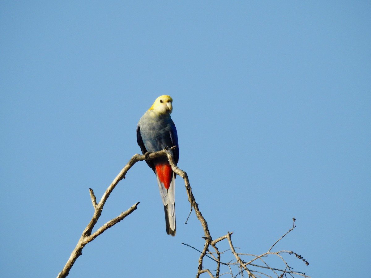 Pale-headed Rosella - ML50742191