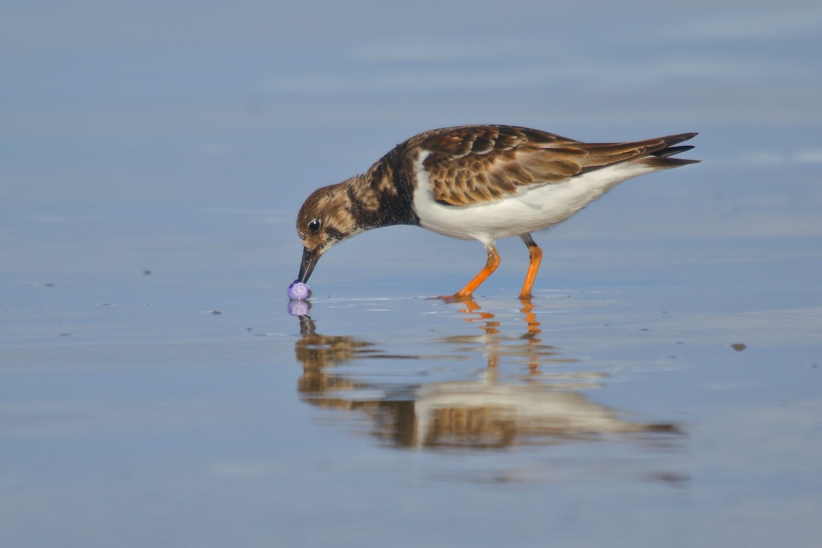 Ruddy Turnstone - ML507422471