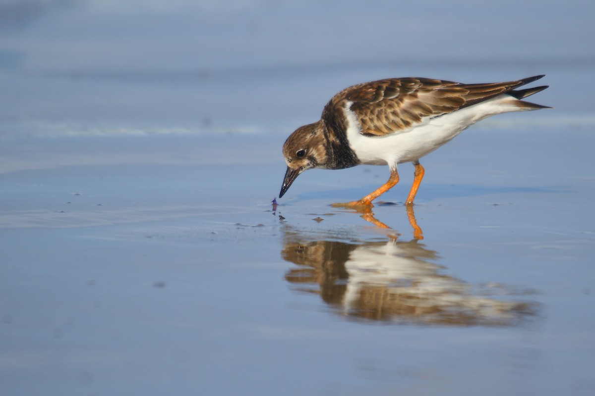 Ruddy Turnstone - ML507422481