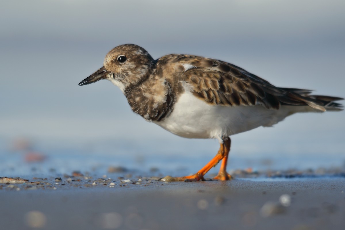 Ruddy Turnstone - ML507422491