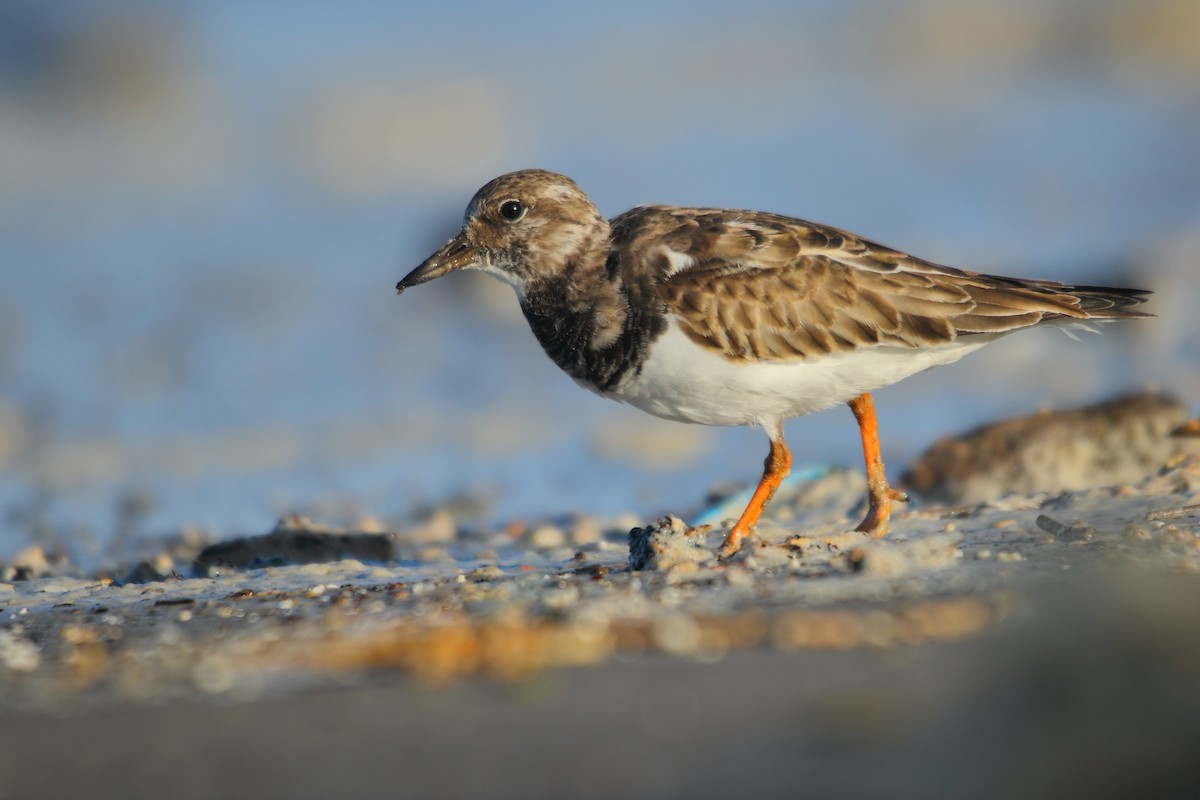 Ruddy Turnstone - ML507422501