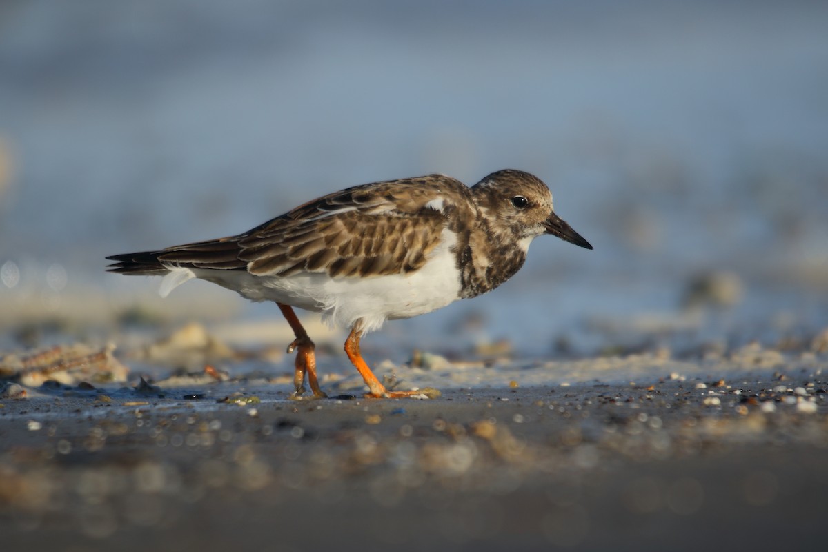 Ruddy Turnstone - ML507422511