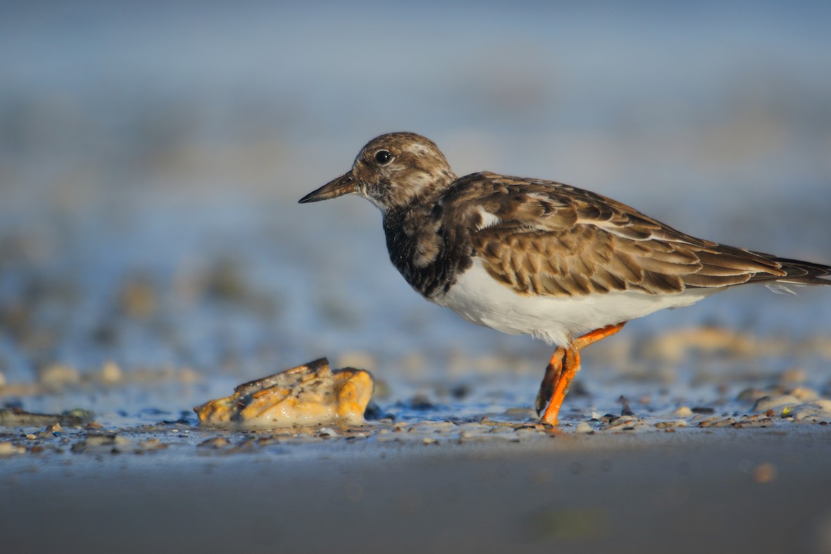 Ruddy Turnstone - ML507422521
