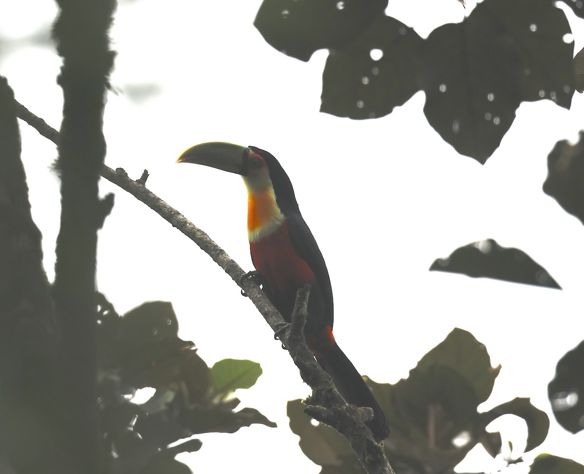 Red-breasted Toucan - ML507422641