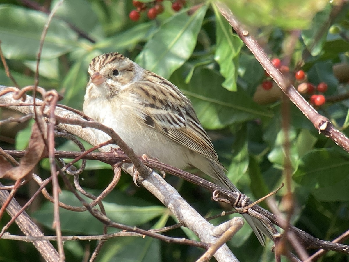 Clay-colored Sparrow - ML507424201