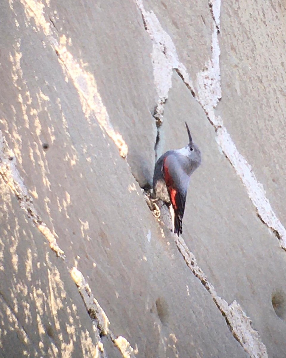 Хэрмийн бялзуухай - ML507425481