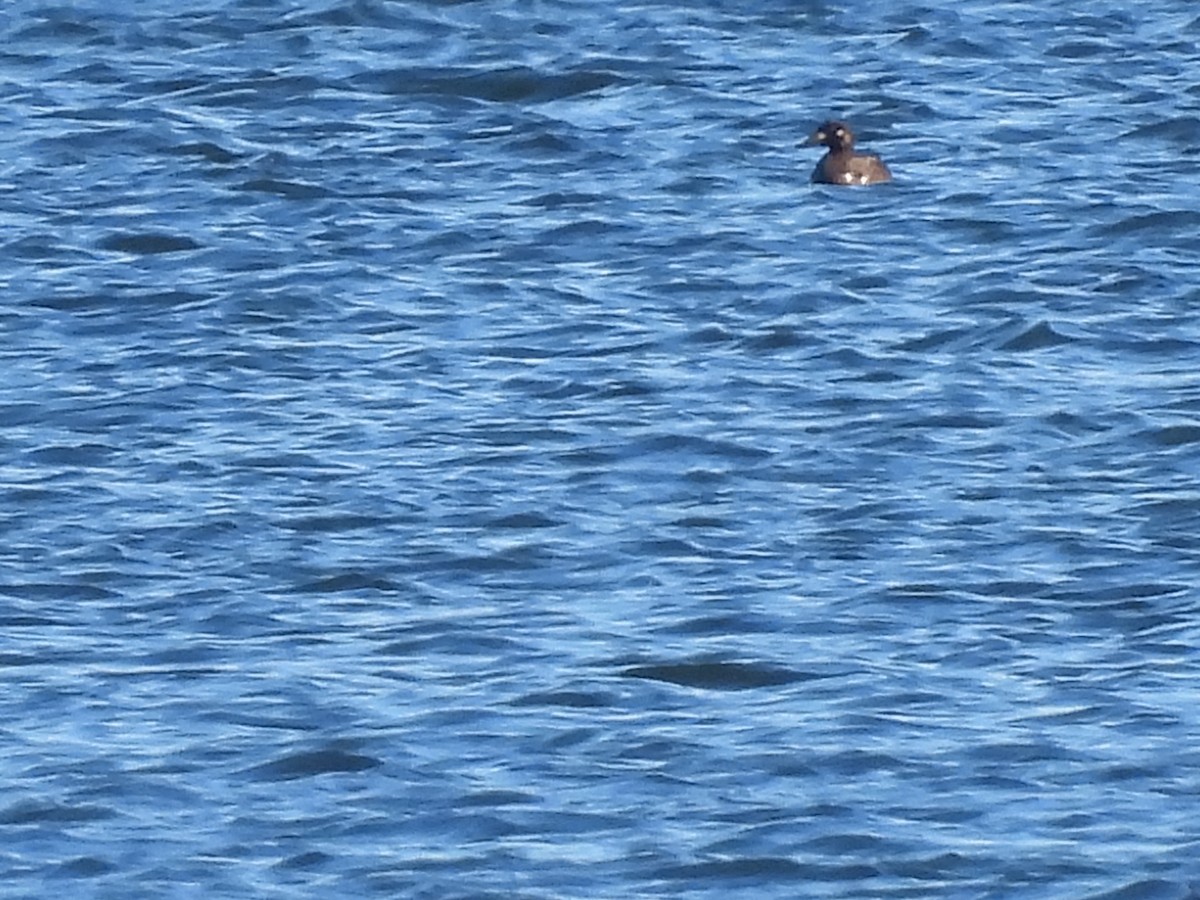 White-winged Scoter - ML507428151