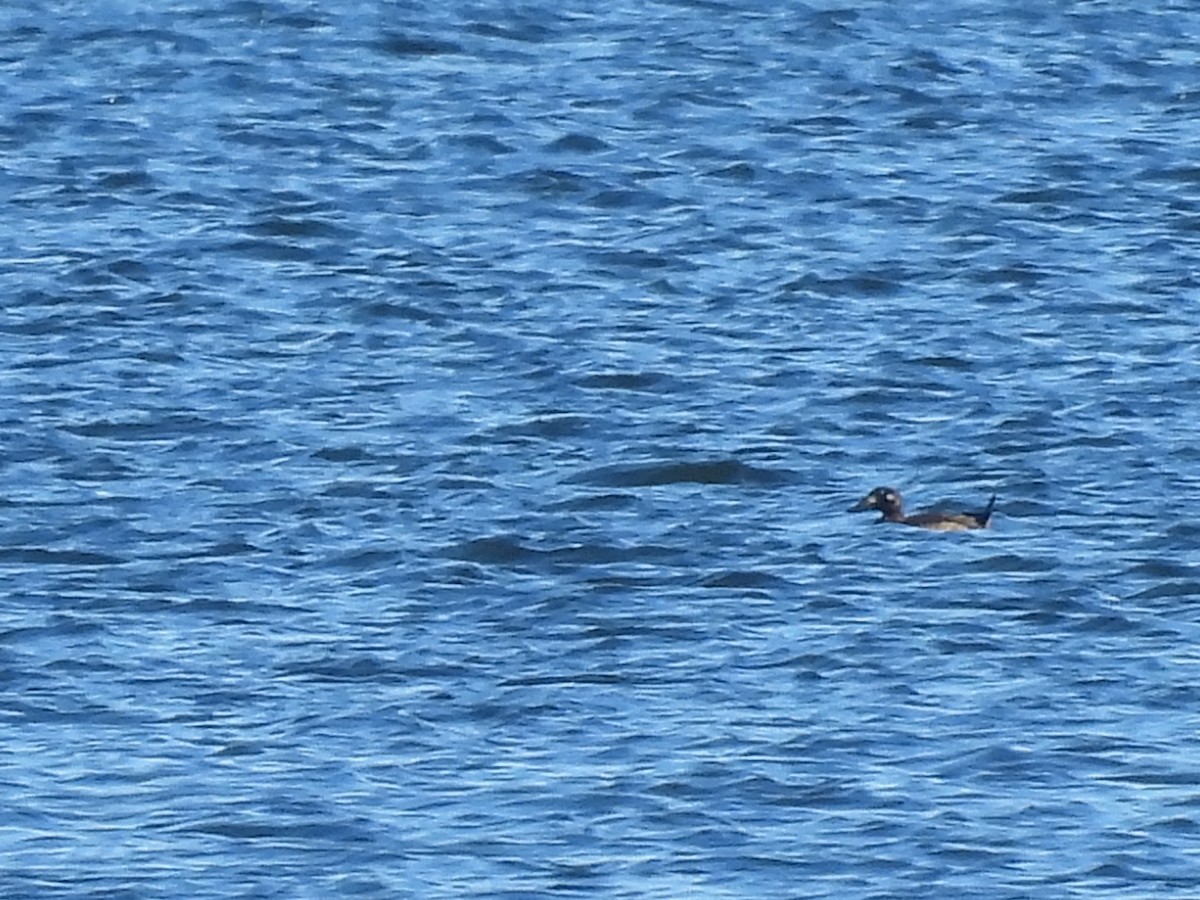 White-winged Scoter - Jeff Fengler