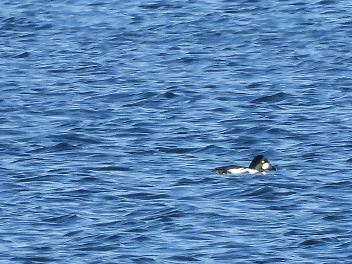 Common Goldeneye - ML507428191