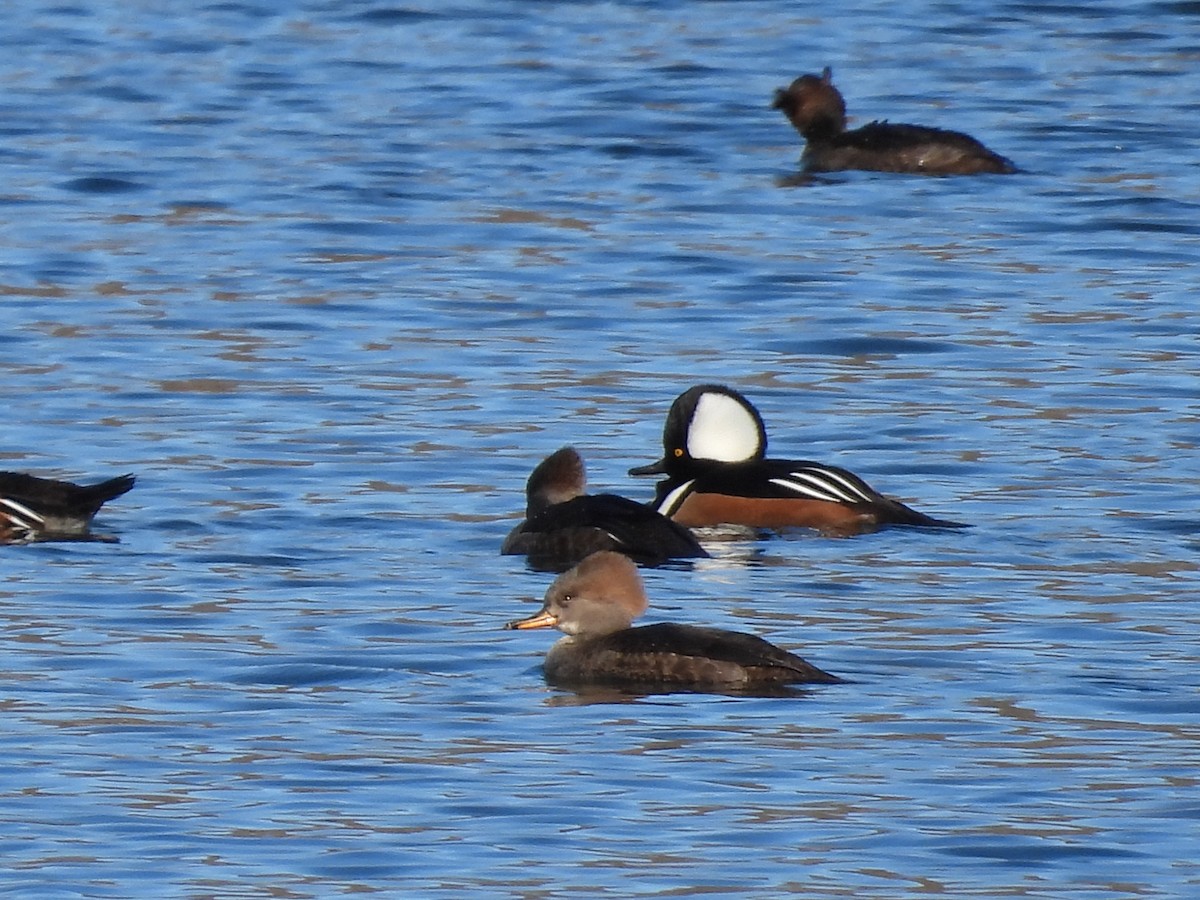 Hooded Merganser - ML507428231