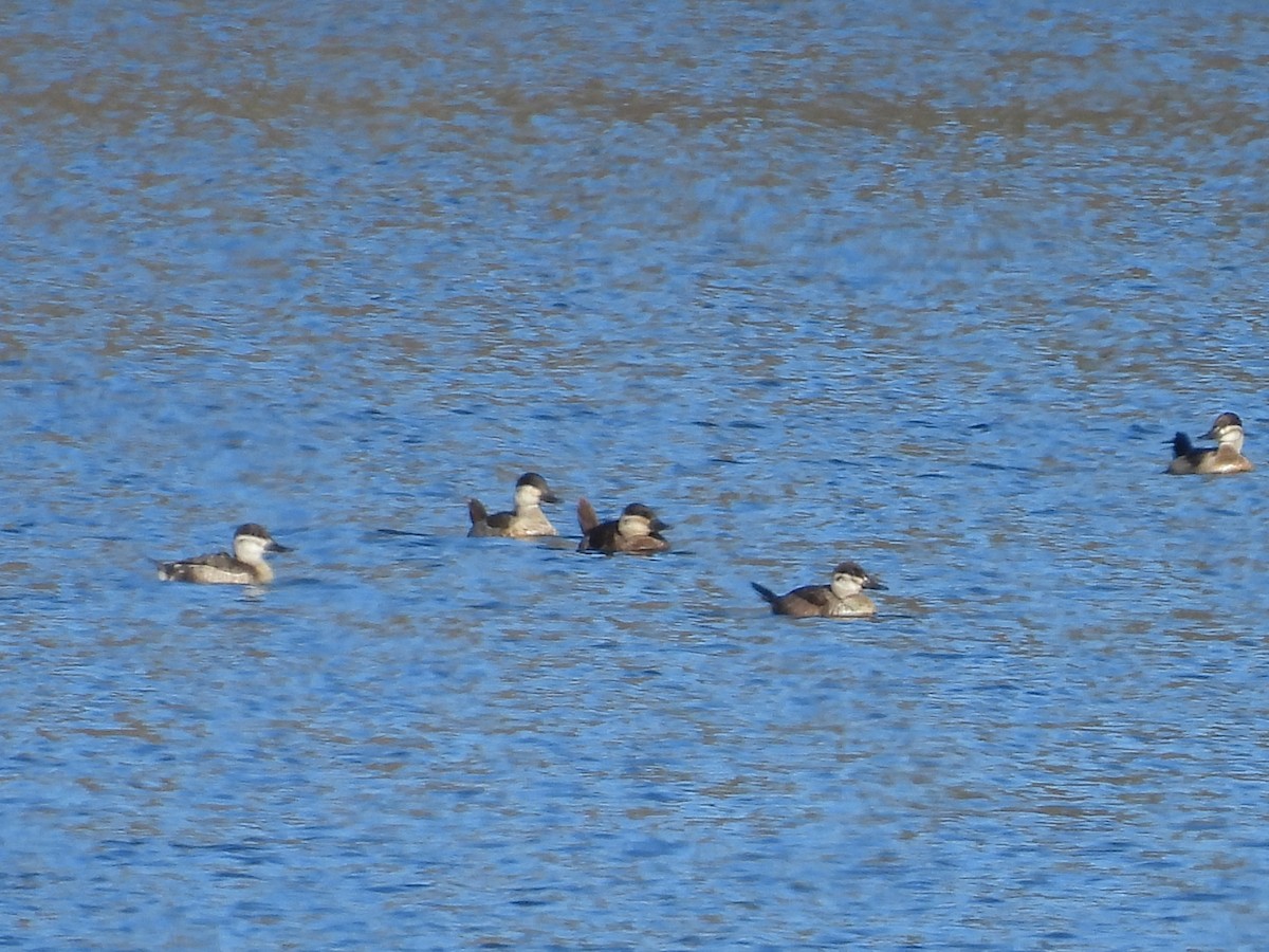 Ruddy Duck - ML507428271