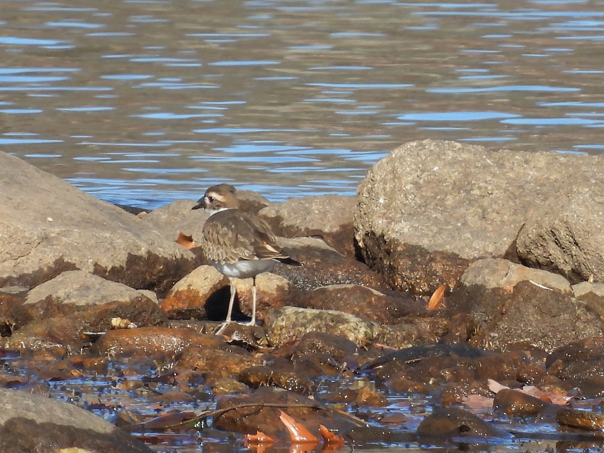 Killdeer - ML507428431