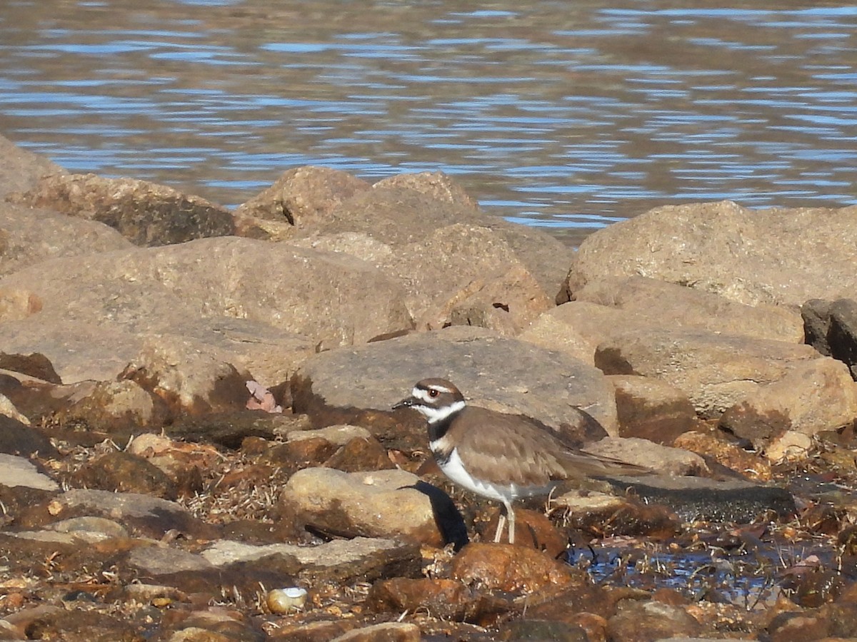 Killdeer - ML507428451