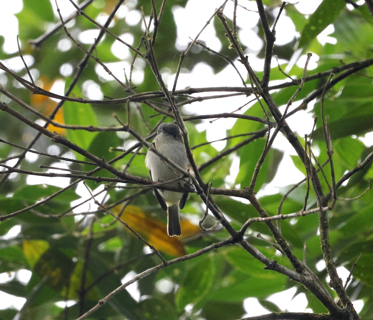 Gray-headed Elaenia - ML507428621