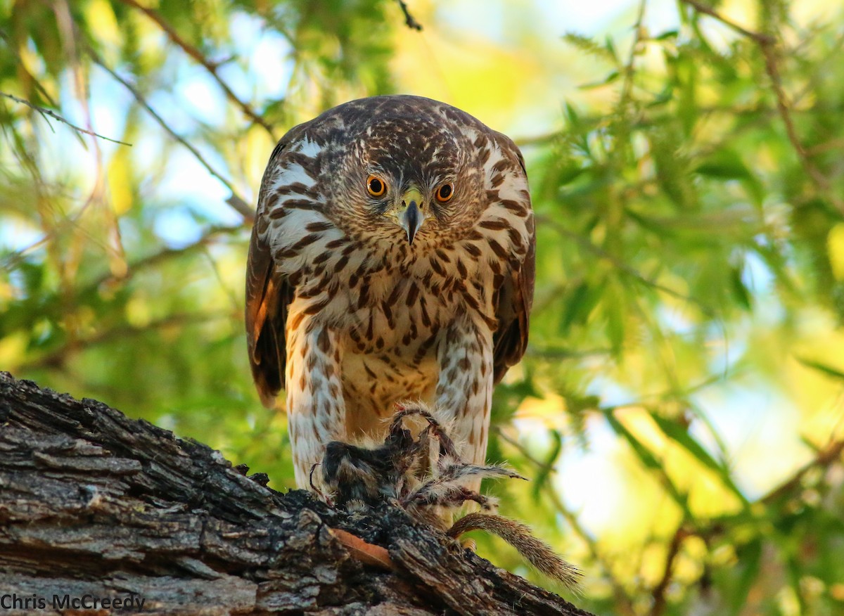 Cooper's Hawk - ML50742881