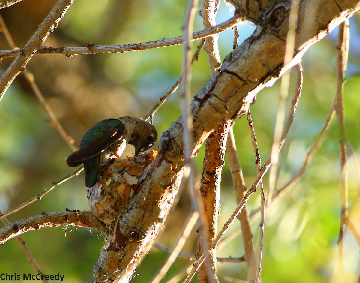 Anna's Hummingbird - ML50742971