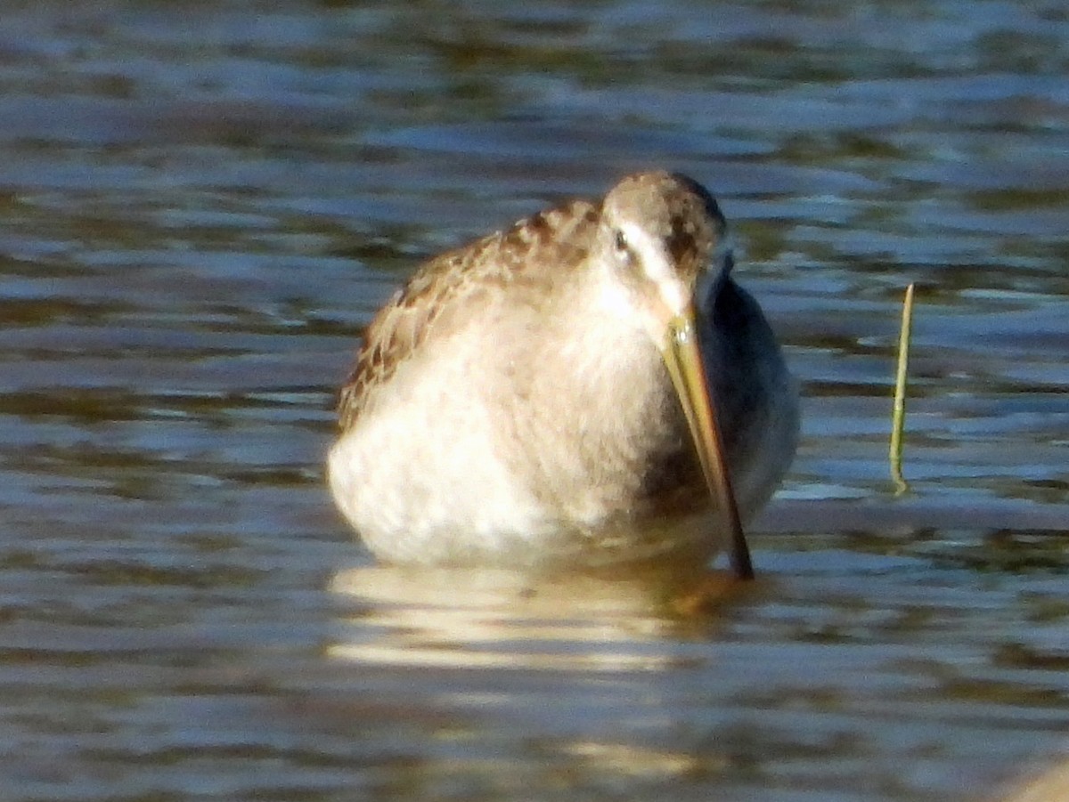 Long-billed Dowitcher - ML507429841