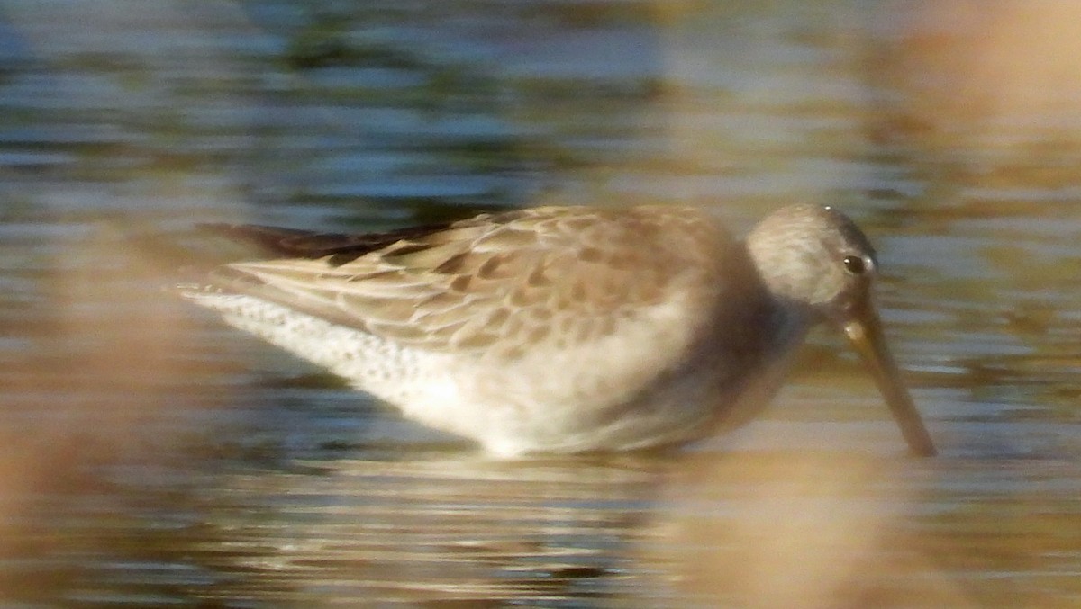 Long-billed Dowitcher - ML507429871