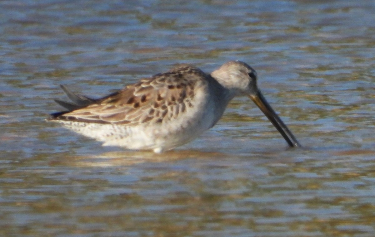 Long-billed Dowitcher - ML507429881