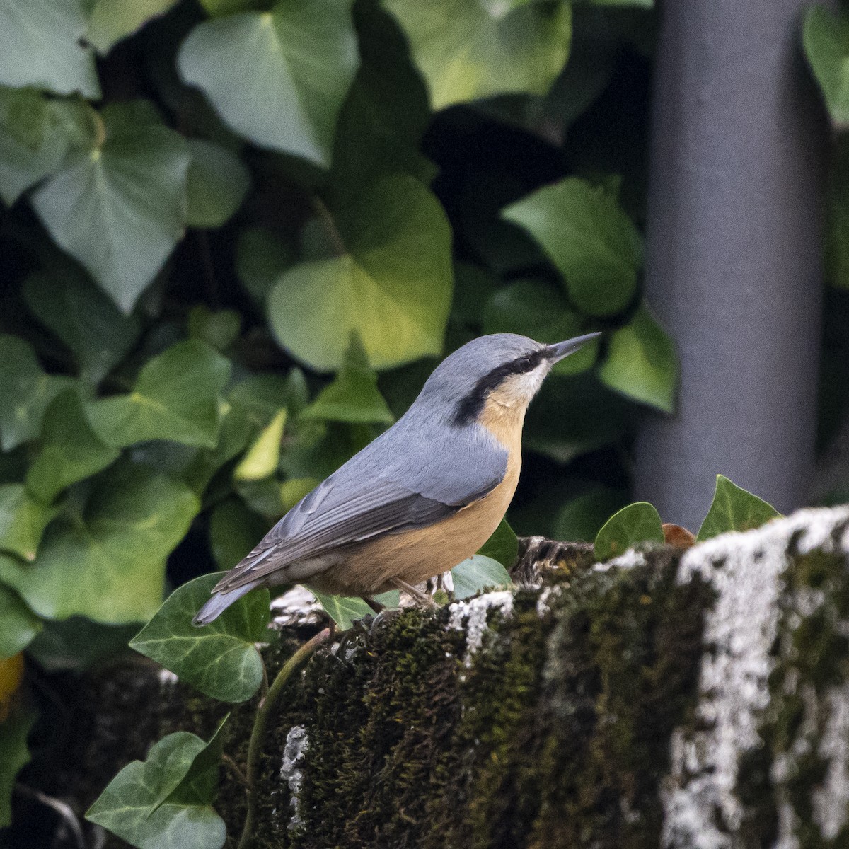 ゴジュウカラ - ML507429891