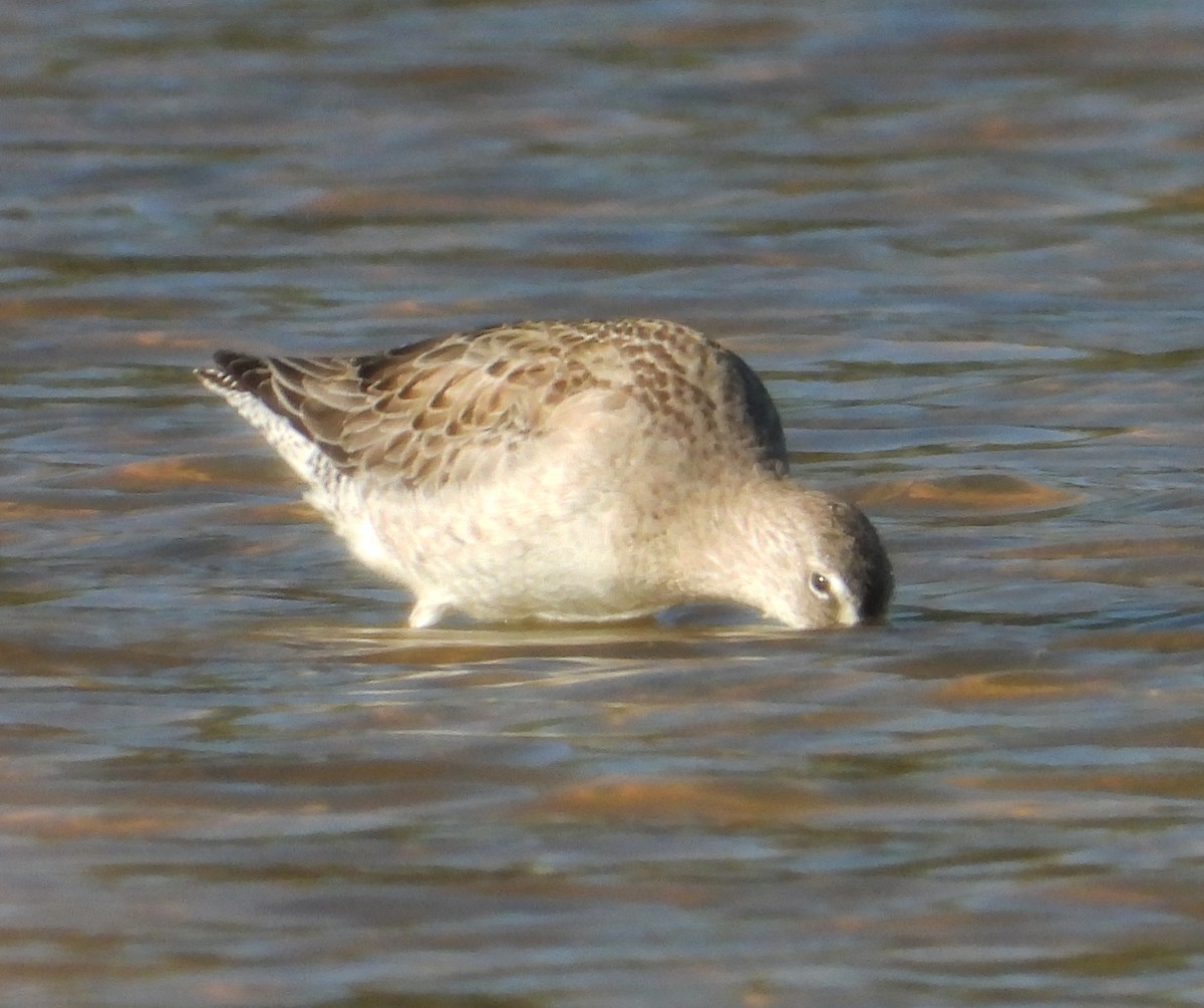 Long-billed Dowitcher - ML507430051