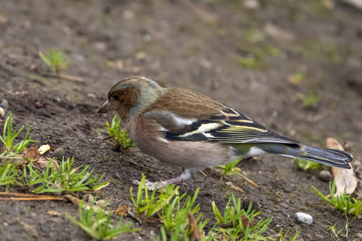 ズアオアトリ - ML507430121