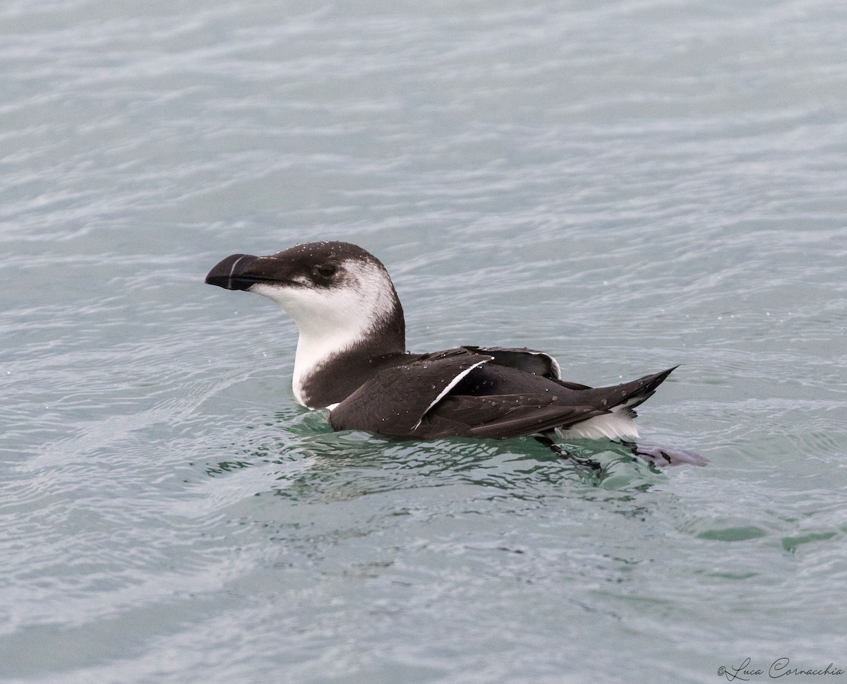 Razorbill - ML507430401