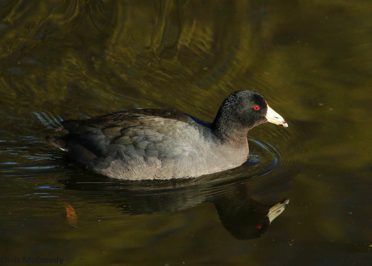 Foulque d'Amérique - ML50743061