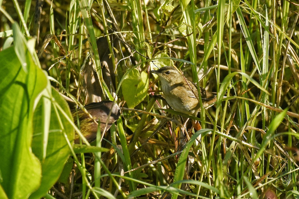 Pallas's Grasshopper Warbler - ML507431041