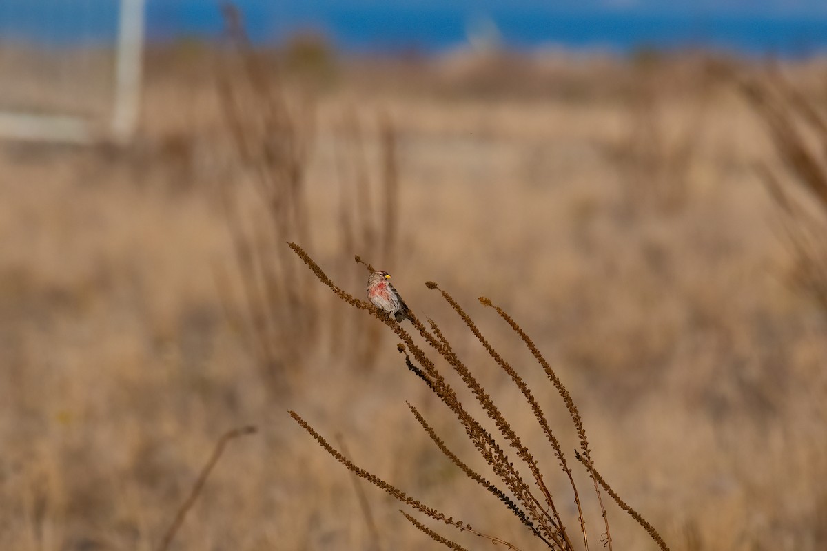 תפוחית שחורת-סנטר (שחורת-סנטר/איסלנדית) - ML507431301